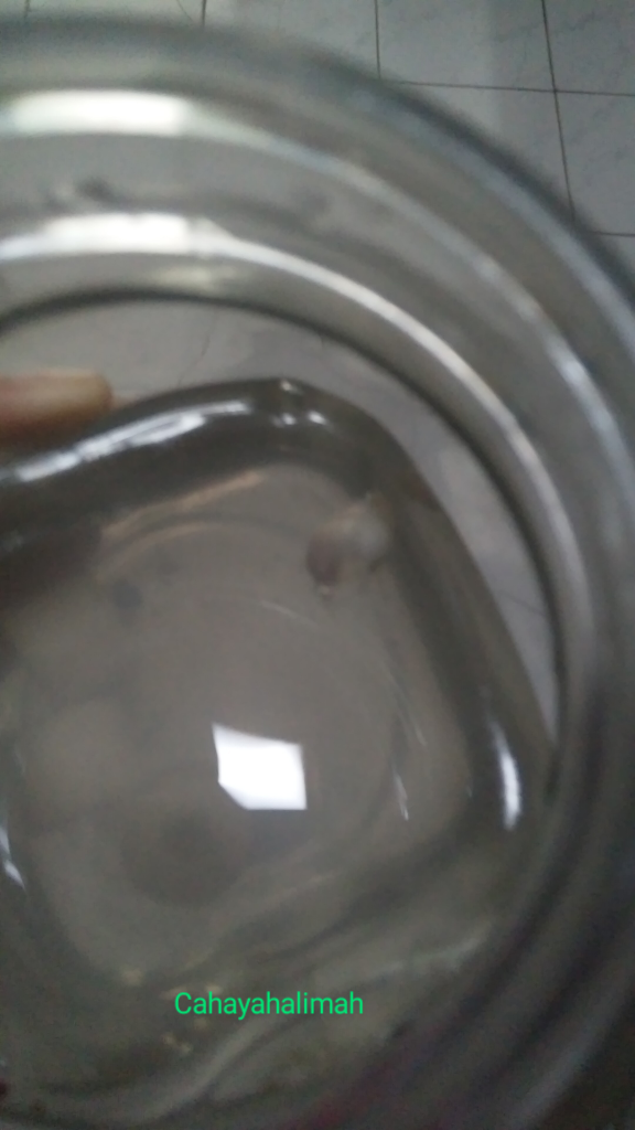 &#91;COCupang&#93; Selain Cantik, Ikan Cupang Mudah dalam Pemeliharaannya, Anti Ribet!