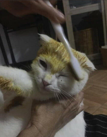 Mas, Meong....