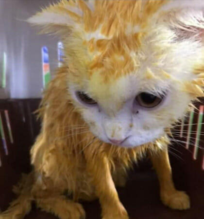Mas, Meong....