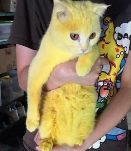 Mas, Meong....