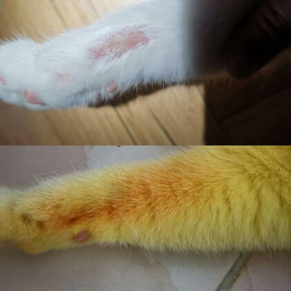 Mas, Meong....