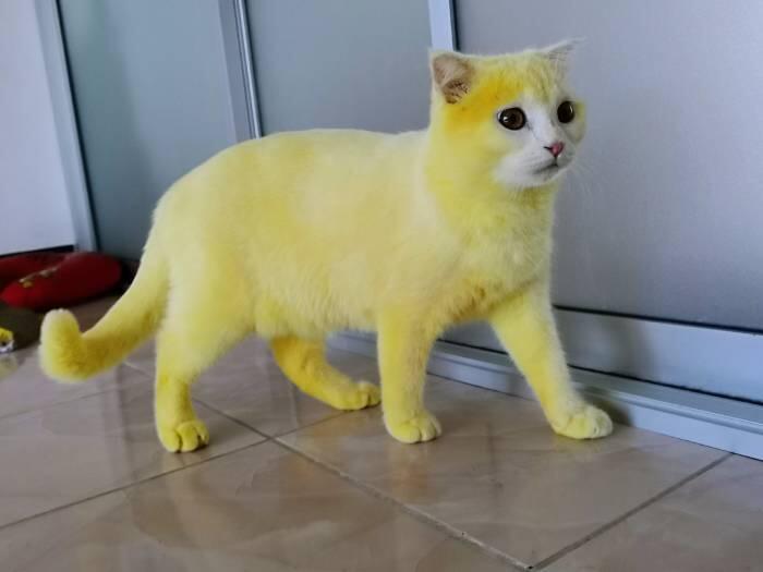 Mas, Meong....