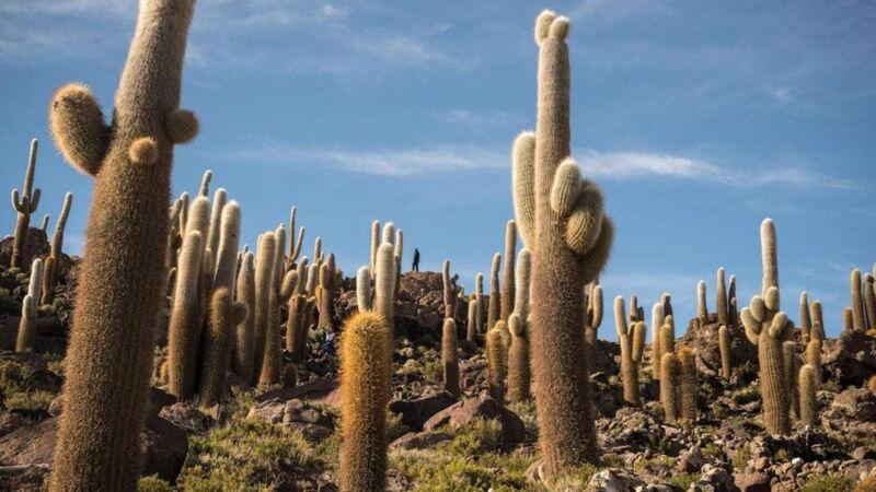 Panorama Pelangi yang Menakjubkan di Padang Garam Bolivia