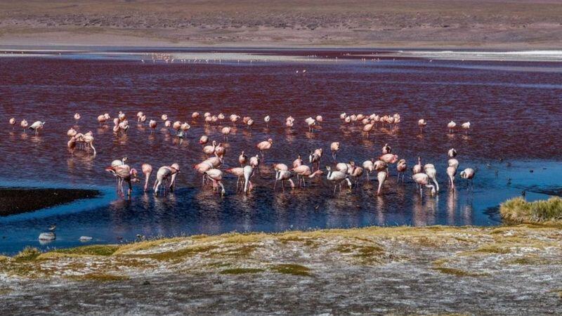 Panorama Pelangi yang Menakjubkan di Padang Garam Bolivia