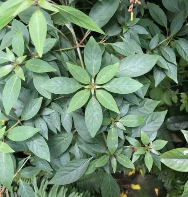 Orang Perfeksionis Pasti Suka Deretan Foto Ini, Indah Gan!