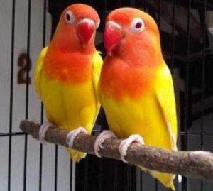 Cara Mengobati Burung Lovebird yang Sakit Gondok