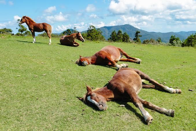 Hewan yang Membutuhkan Waktu Tidur Paling Sedikit