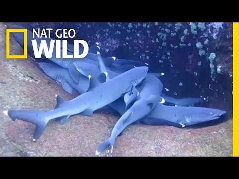 Bagaimana Ikan Tidur?