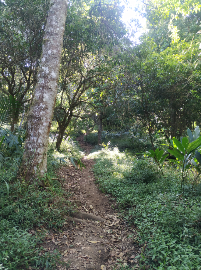 GUNUNG UNGARAN PUNYA JALUR BARU ! CATPER UNGARAN via Perantunan 27-28 Agustus 2020