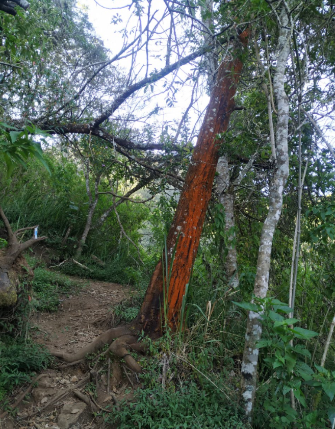 GUNUNG UNGARAN PUNYA JALUR BARU ! CATPER UNGARAN via Perantunan 27-28 Agustus 2020