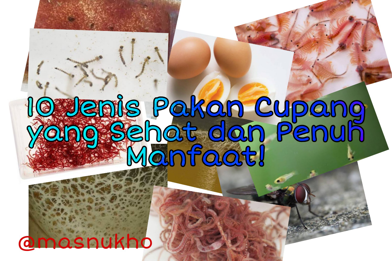&#91;COCupang&#93; 10 Jenis Pakan Cupang yang Sehat dan Penuh Manfaat! Sudah Coba?