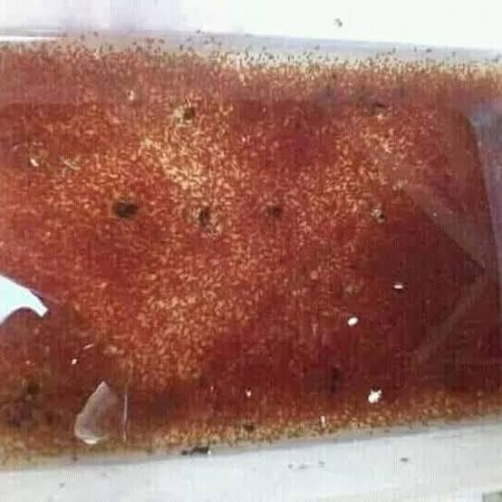&#91;COCupang&#93; 10 Jenis Pakan Cupang yang Sehat dan Penuh Manfaat! Sudah Coba?