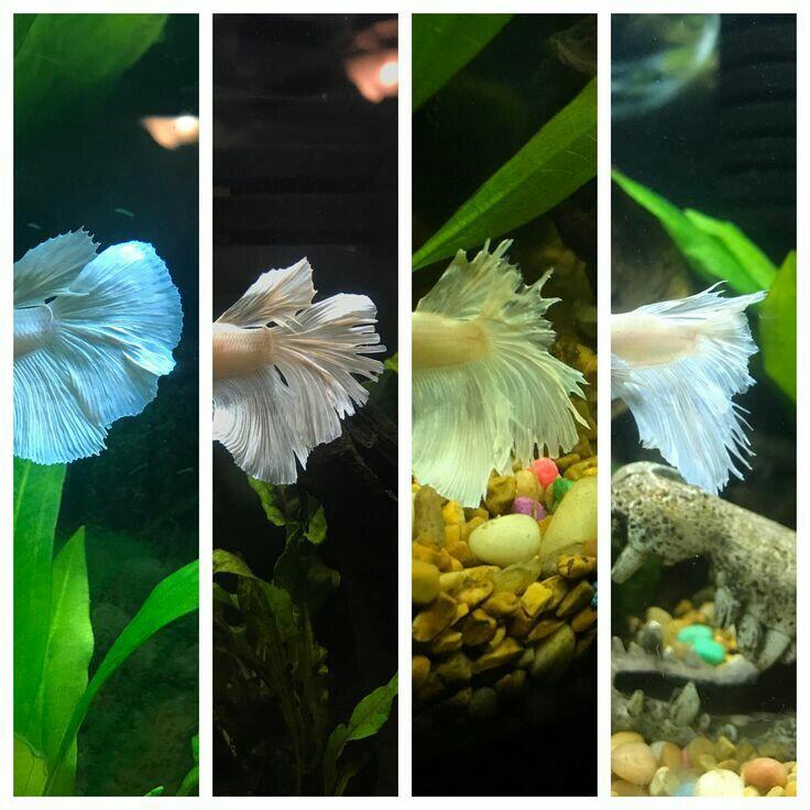 &#91;COCupang&#93; The Journey Of Cupang