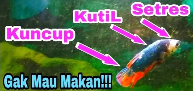 &#91;COCupang&#93; Ikan Cupang Juga Butuh “Bahagia” Agar Bisa Hidup Lebih Lama.