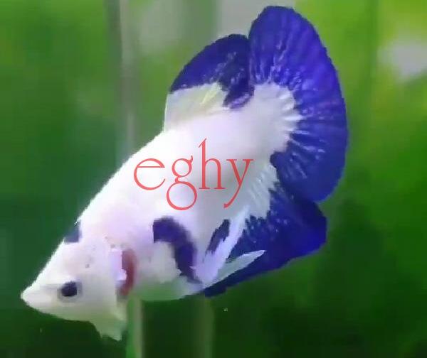 &#91;COCupang&#93; Ikan Cupang di Mata Orang Awam