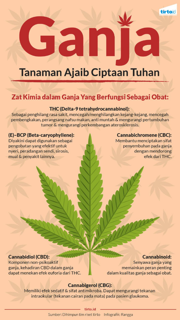 Mengkaji Upaya Kementan Memperjuangkan Legalisasi Ganja Untuk Kebutuhan Medis