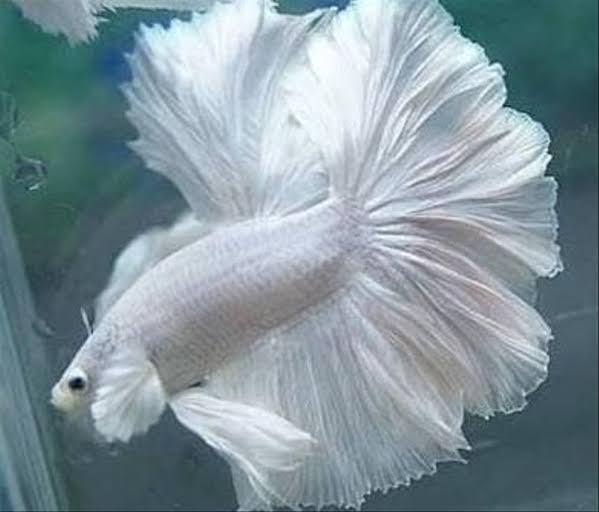 &#91;COCupang&#93; Cerita Unik Tentang Ikan Cupang Sewaktu Masa Anak-anak 