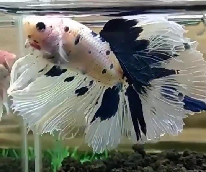&#91;COCupang&#93; Cerita Unik Tentang Ikan Cupang Sewaktu Masa Anak-anak 