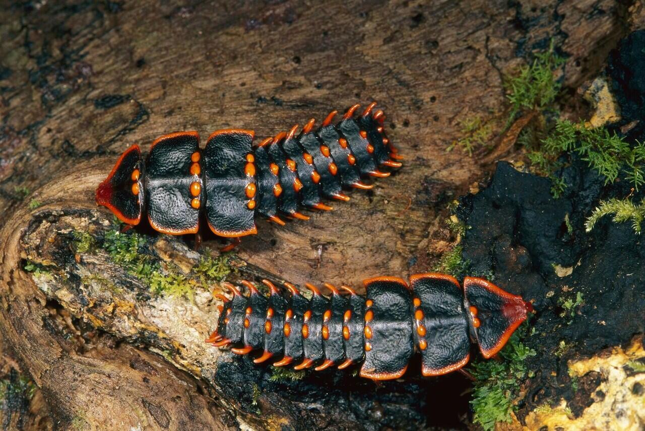 Mengenal Trilobite Beetle, Serangga Unik yang Bersinar Saat Malam Hari!