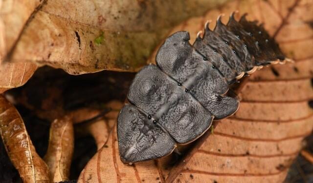 Mengenal Trilobite Beetle, Serangga Unik yang Bersinar Saat Malam Hari!