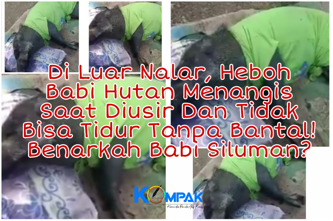 Aneh, Babi Hutan Menangis Saat Diusir dan Tidak Bisa Tidur Tanpa Bantal! Jadi-jadian?