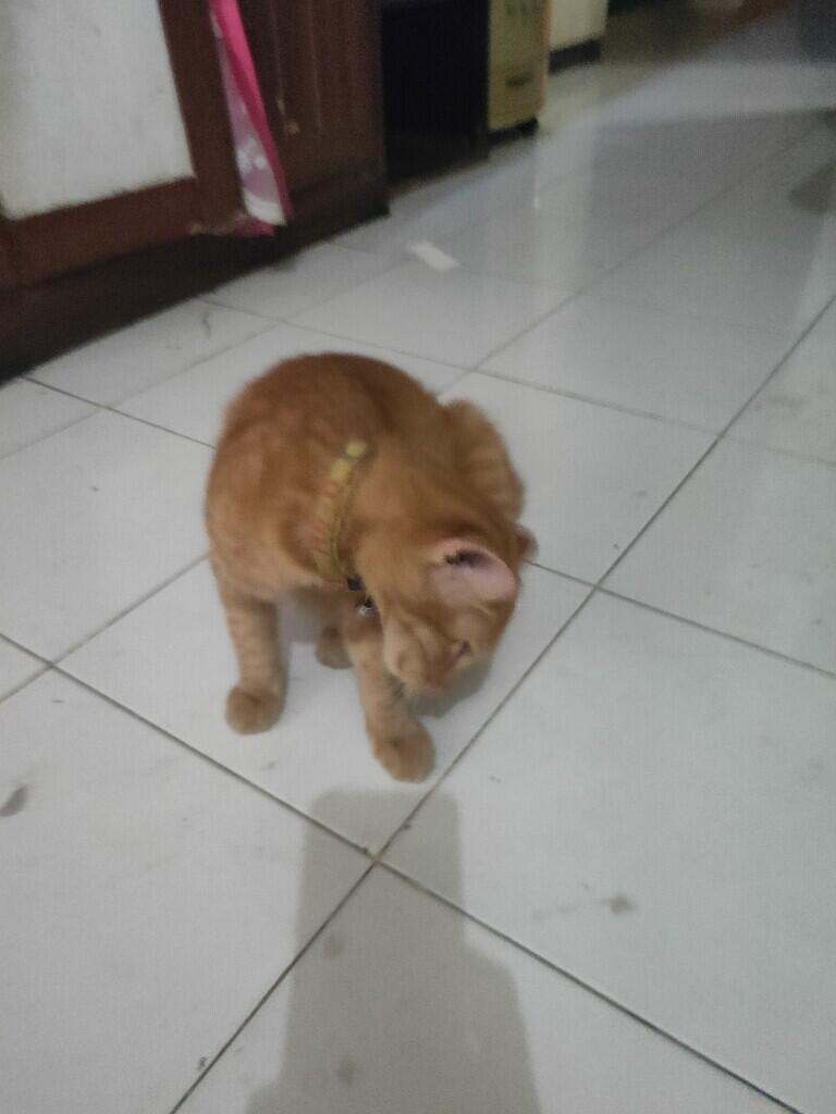 Hey, Jangan Suka Buang Anak Kucing Tanpa Induknya dong!