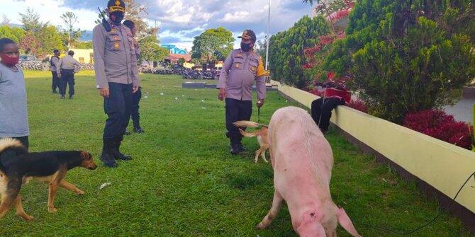 Dua Kelompok Perang di Jayawijaya Damai Usai Pembayaran Denda Ternak Babi