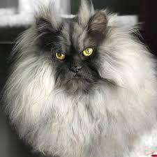 3 Alasan Netijen Suka Banget Sama Kucing