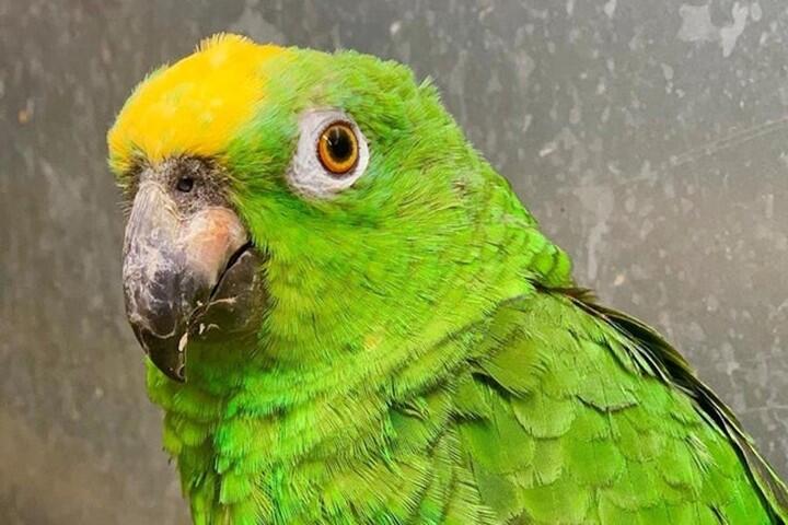 Viral Video Burung Beo Merdu Nyanyi Lagu Beyonce, Nada Tingginya Kece Banget