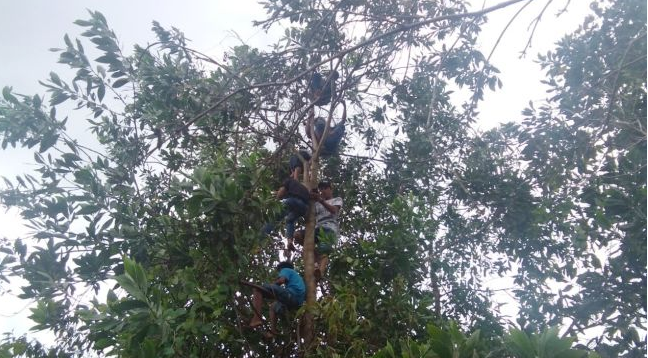 Miris! Demi Sinyal untuk Belajar Online, Siswa Panjat Pohon Belasan Meter