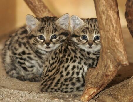 The Black Footed Cat. Kucing Paling Mematikan di Dunia