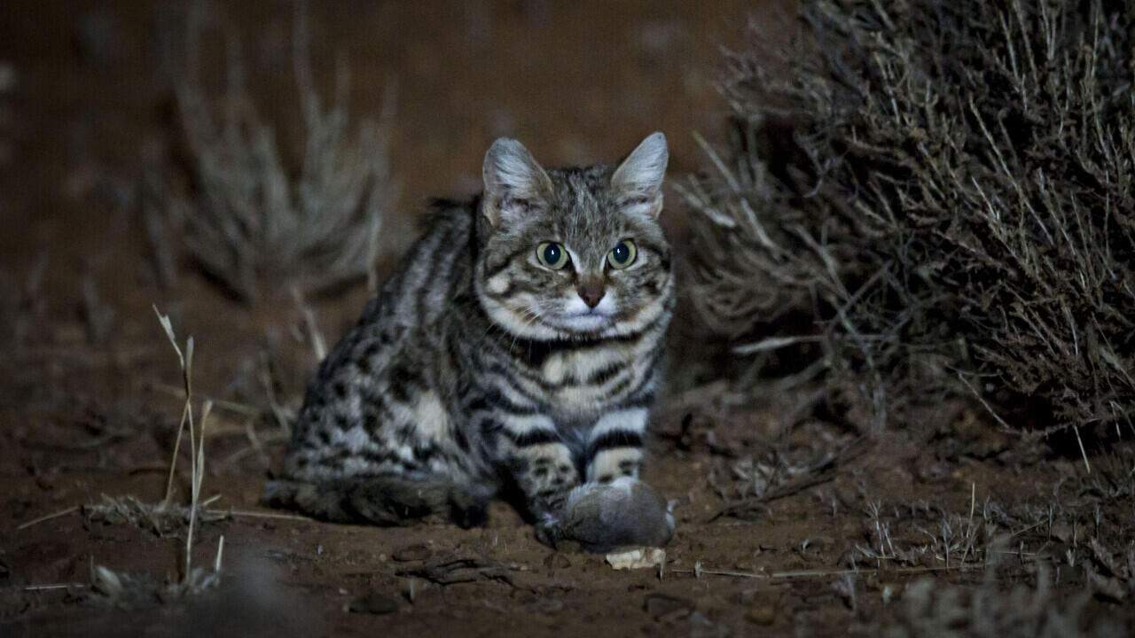 The Black Footed Cat. Kucing Paling Mematikan di Dunia