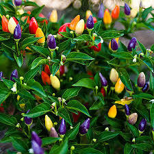 Rainbow Pepper Tanaman Hias yang Bisa Dikonsumsi, Masak Sih?