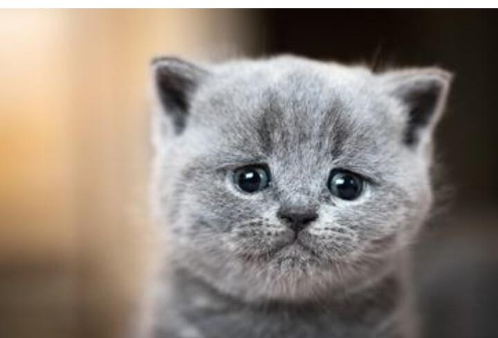 Jangan membentak kucing peliharaan di rumah jika tidak ingin 4 hal ini terjadi.