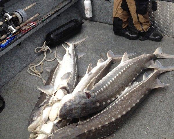 Ikan Purba Ditemukan di Bangkai Kapal Denmark Berusia 500 Tahun