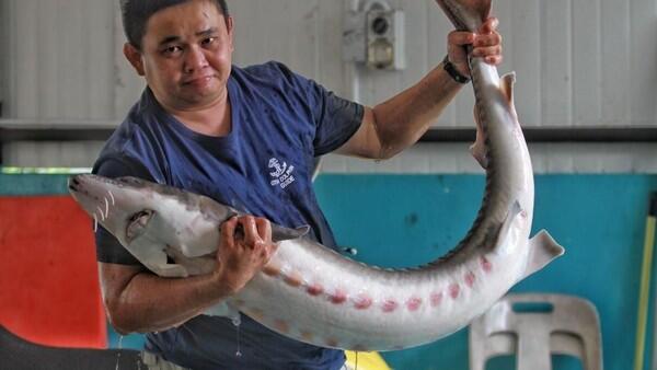 Ikan Purba Ditemukan di Bangkai Kapal Denmark Berusia 500 Tahun
