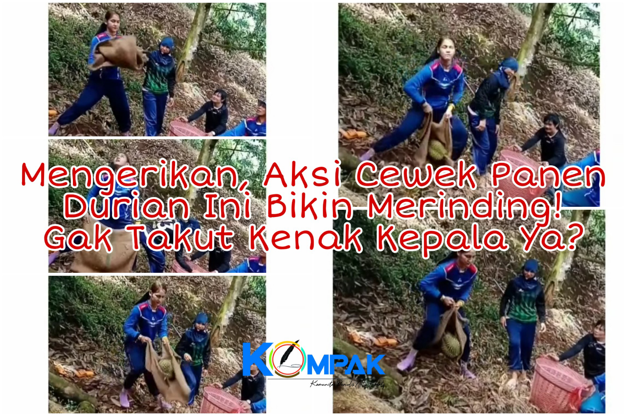 Mengerikan, Aksi Cewek Panen Durian Ini Bikin Merinding! Gak Takut Kenak Kepala Ya?