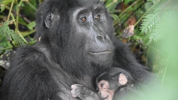 Keluarga Gorila di Uganda Alami Ledakan Angka Kelahiran