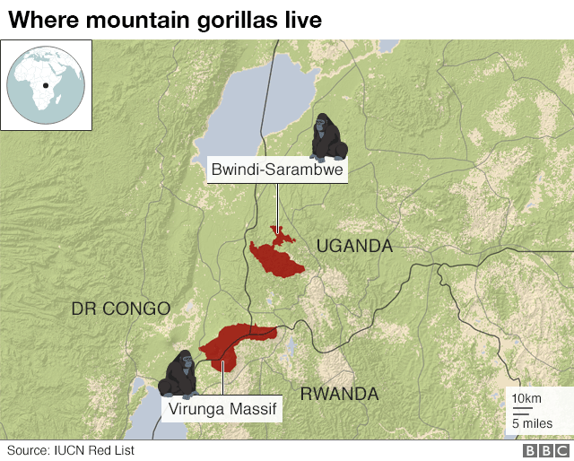 Keluarga Gorila di Uganda Alami Ledakan Angka Kelahiran