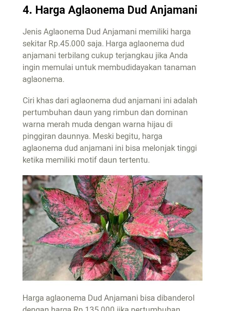 Ratu Daun Aglonema Populer di Lingkungan Masyarakat Pecinta Bunga