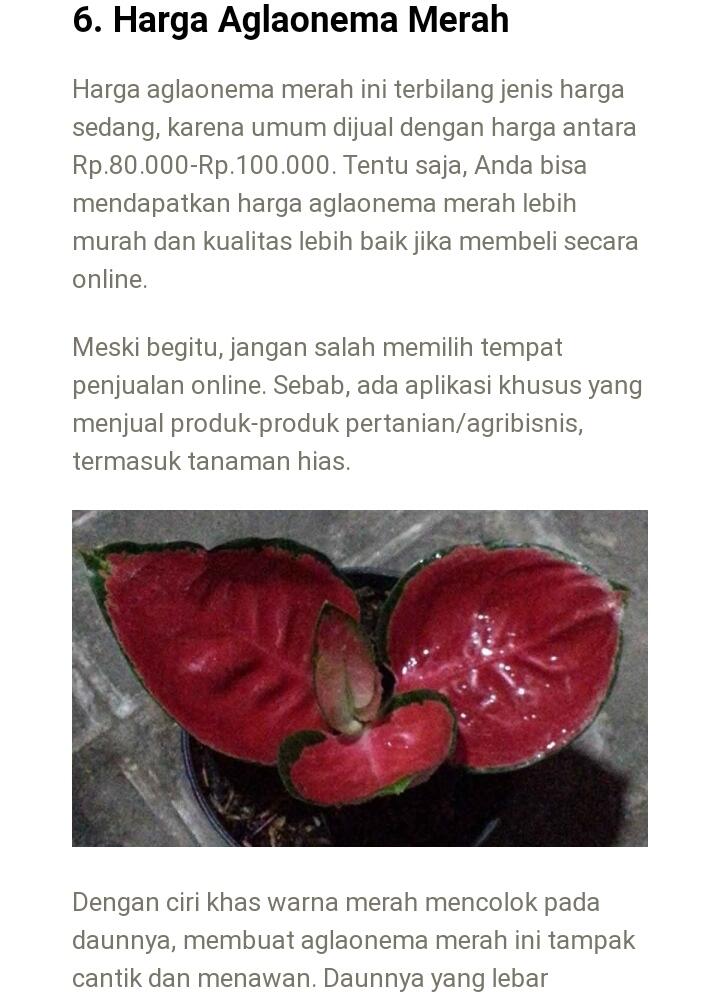 Ratu Daun Aglonema Populer di Lingkungan Masyarakat Pecinta Bunga