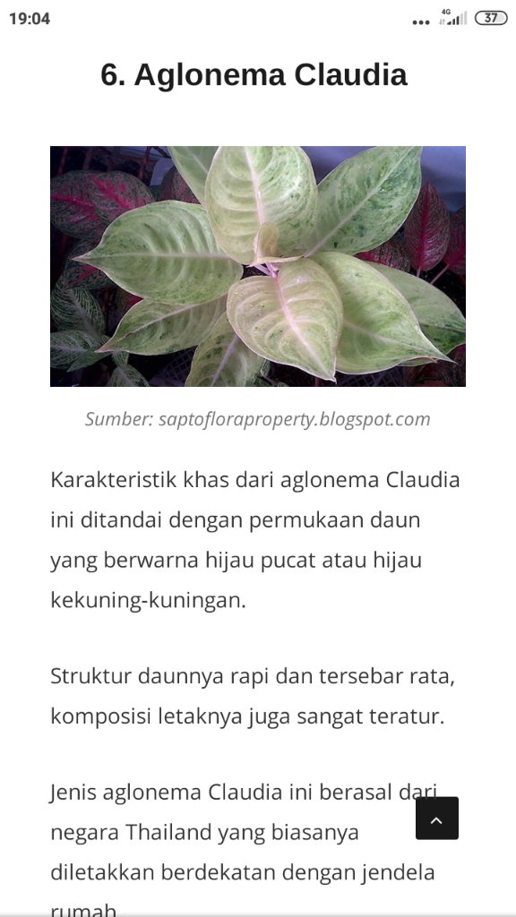 Ratu Daun Aglonema Populer di Lingkungan Masyarakat Pecinta Bunga