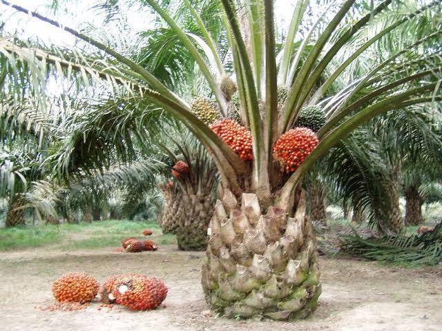 Inilah Fungsi Pupuk Pada Tanaman Kelapa Sawit!