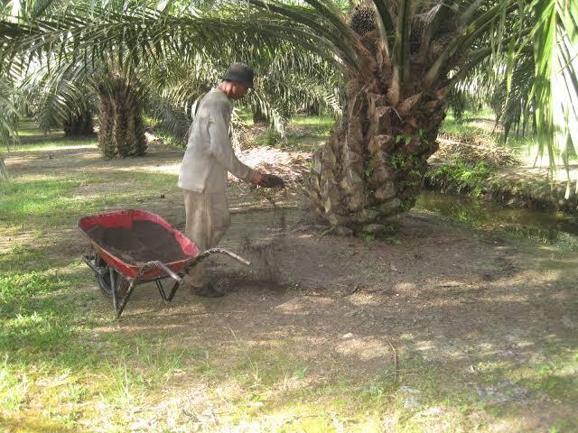 Inilah Fungsi Pupuk Pada Tanaman Kelapa Sawit!