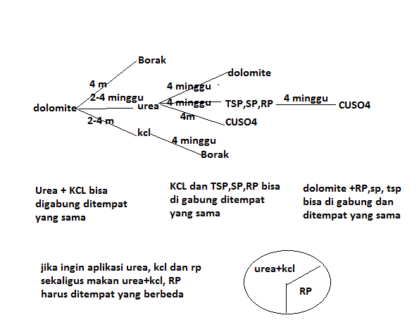 Inilah Fungsi Pupuk Pada Tanaman Kelapa Sawit!