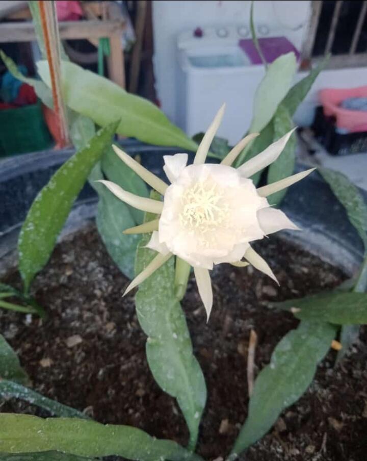 Si Cantik Yang Penuh Misteri