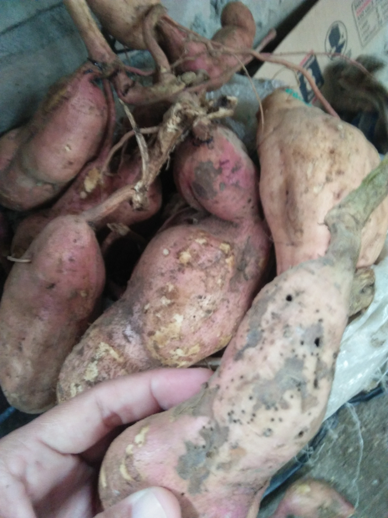Petani Ubi Harus Kreatif Dimasa Pandemi, Memanfaatkan Hasil Panen yang Kurang Baik