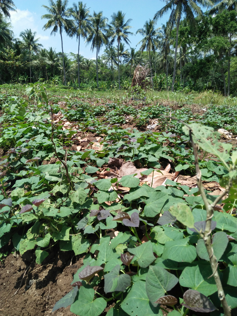 Petani Ubi Harus Kreatif Dimasa Pandemi, Memanfaatkan Hasil Panen yang Kurang Baik