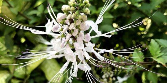 Cara Menanam Kumis Kucing
