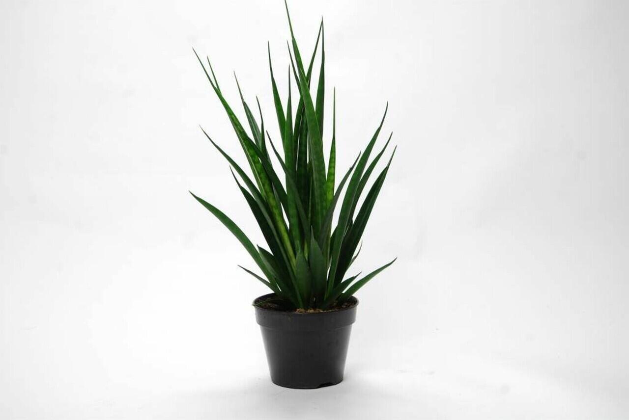 Inilah 5 Jenis Tanaman Hias Sansevieria yang Langka dan Termahal